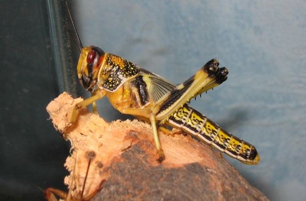 Desert locusts are short-bearded grasshoppers