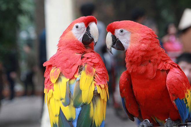 parrot ﻿Scarlet Macaw