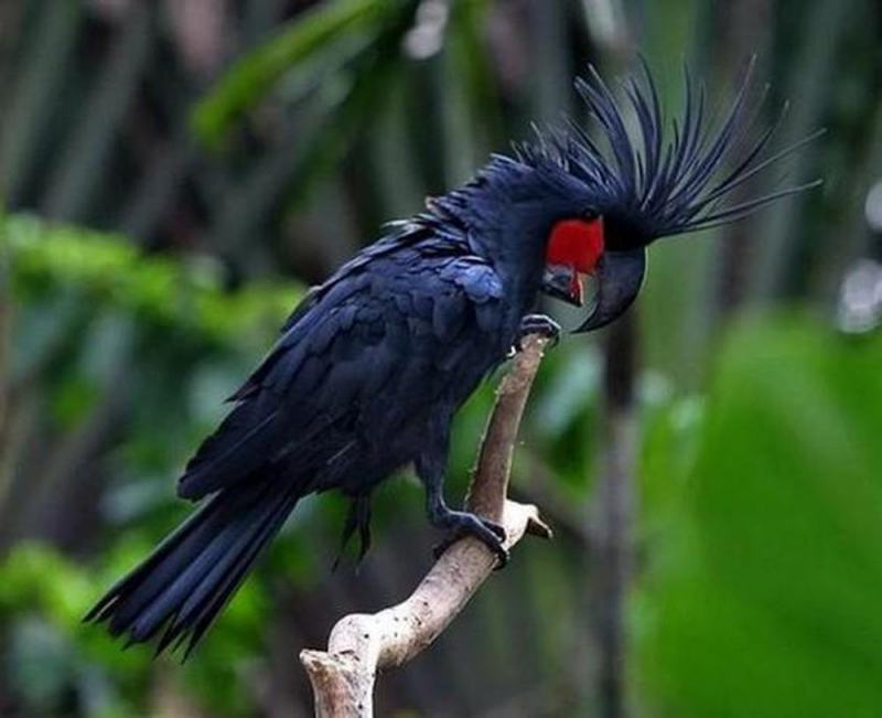 Bird Palm Cockatoo