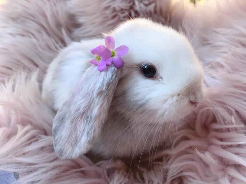 Rabbit is a very cute pet