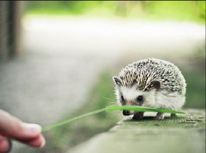 Ornamental hedgehog