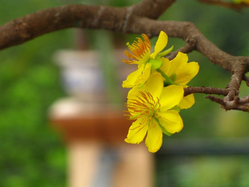 Poems about apricot flowers on the best Tet holiday