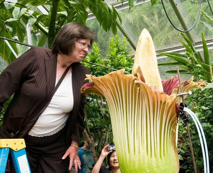Corpse flowers are also known as corpse flowers