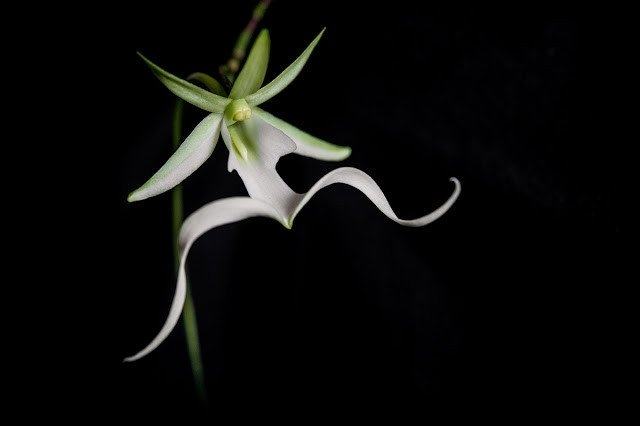 Ghost orchids have no leaves