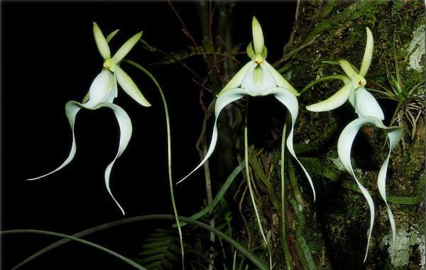Ghost orchids are one of the rarest orchids in the world