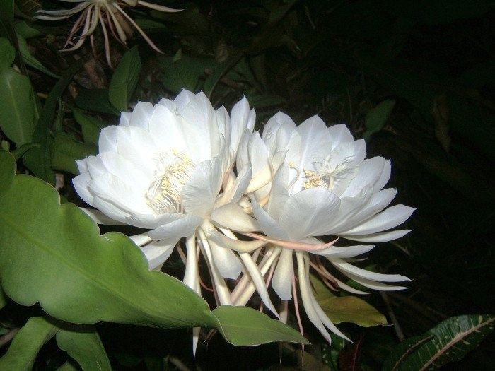 Kadupul flower is rare because it rarely blooms
