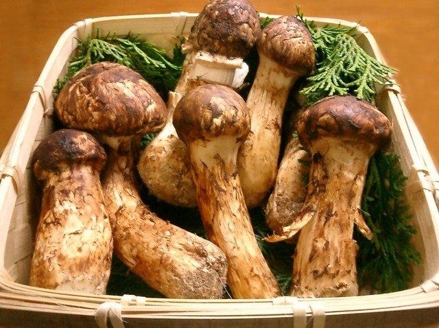 Mushroom Matsutake
