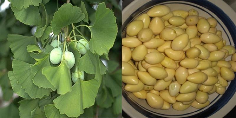 Ginkgo also has the effect of reducing dizziness