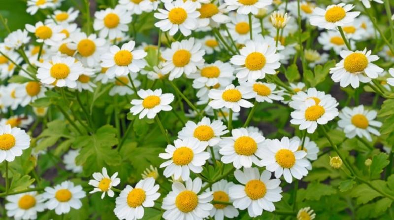 Feverfew helps relieve dizziness, improves blood circulation
