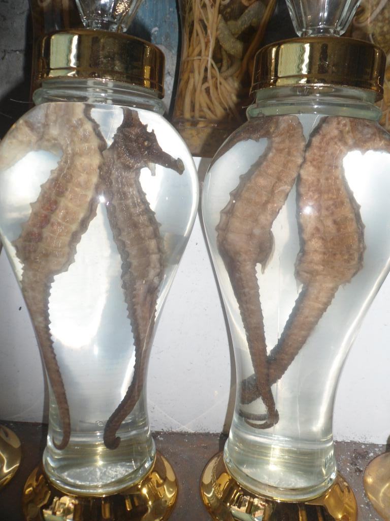 Seahorse pickled wine is the healthiest wine