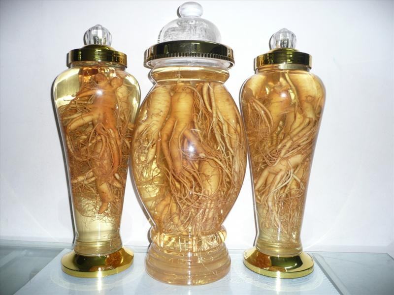 Ginseng wine is extremely good for health