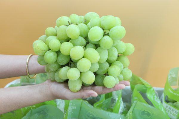 You should choose grapes with green and hard stems