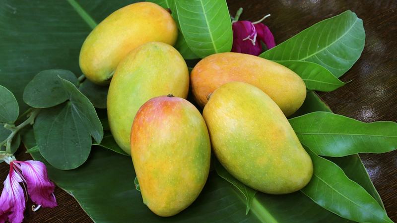 Fresh, natural and preservative-free mango fruit with a strong sweet aroma and essential oil