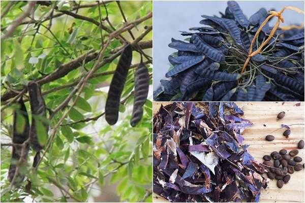 Bodhi tree dyes hair black naturally