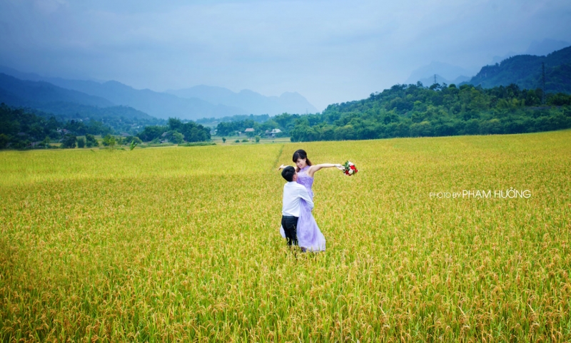 In the vast rice fields