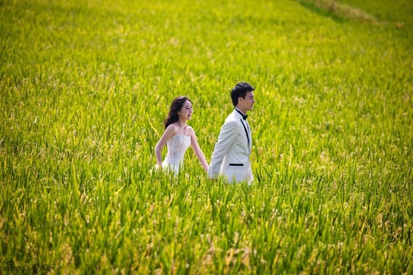 In the vast rice fields