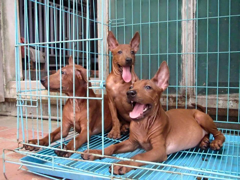 Thai Binh Vortex Dog Farm