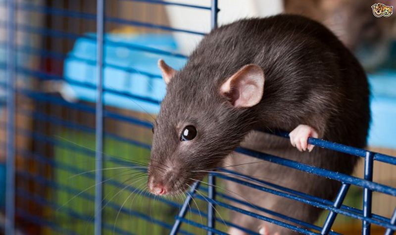 Kill rats with washing powder