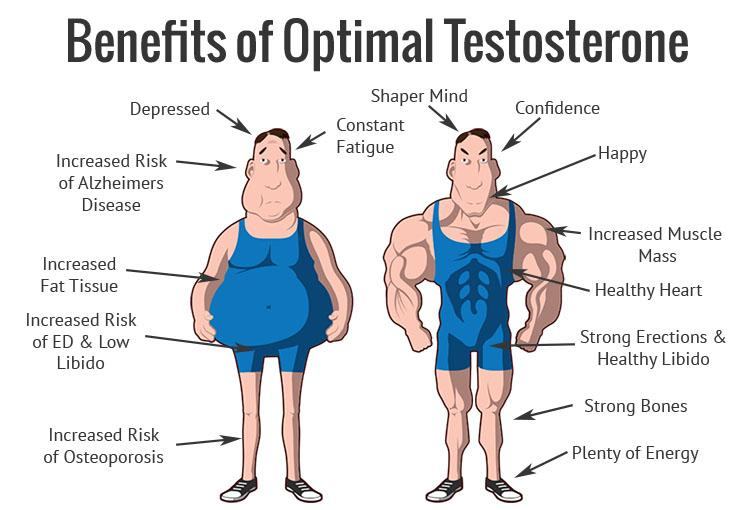 The male sex hormone testosterone is very important