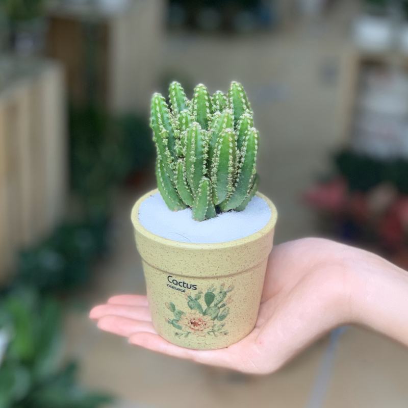 Small cactus pot business on Valentine's Day