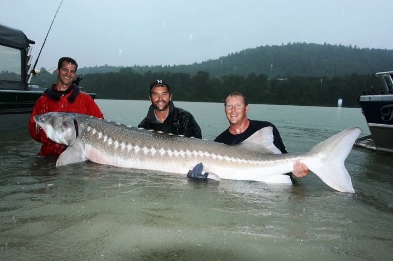 White sturgeon and 3 people carrying