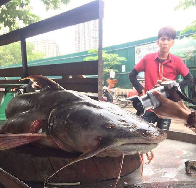 Giant fried fish