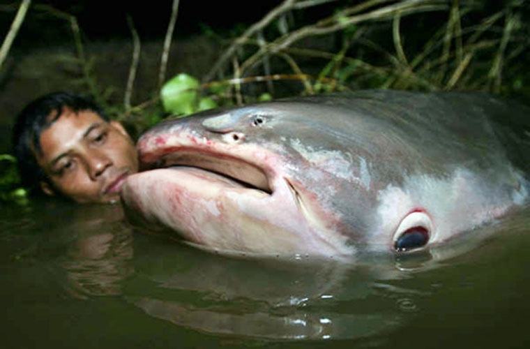 A giant Mekong river catfish