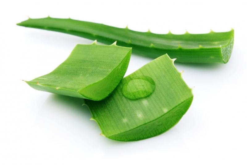 Aloe vera prevents hair loss