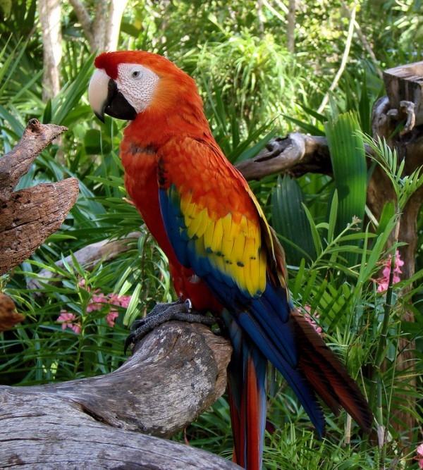 Birds and Parrots with vibrant colors