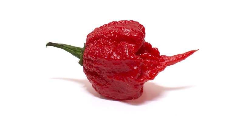 The hottest chili in the world- Carolina Reaper
