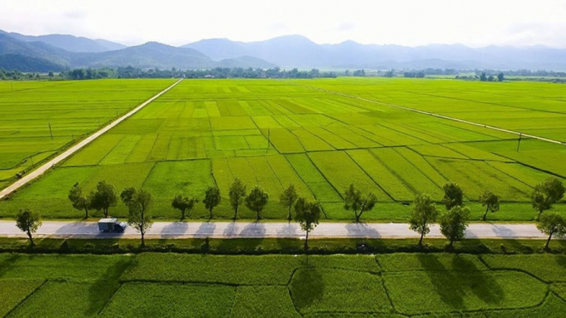 Muong Thanh field.