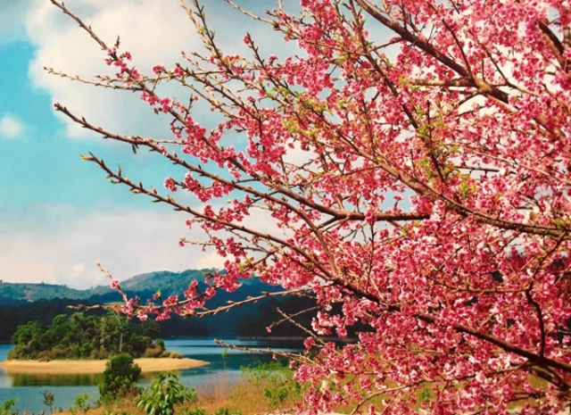 Cherry blossoms in the heart of Pa Khoang Lake