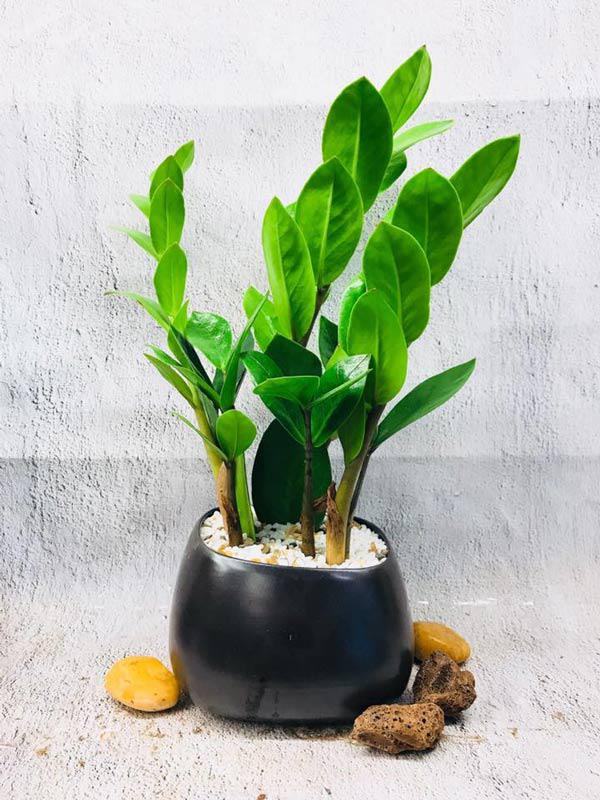 Money tree suitable for people born in the year of the Rat
