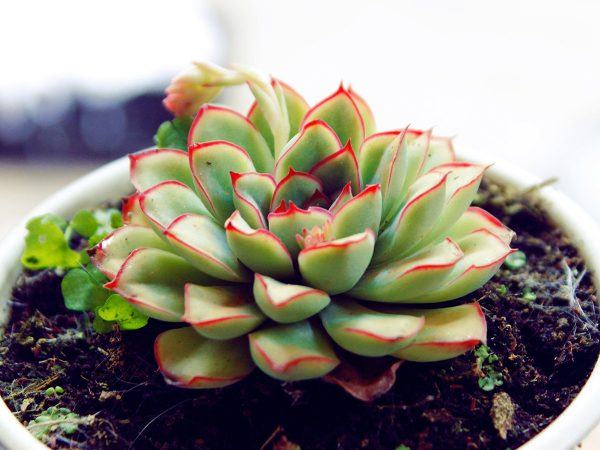 Succulent plant, also known as Ngoc Lo tree