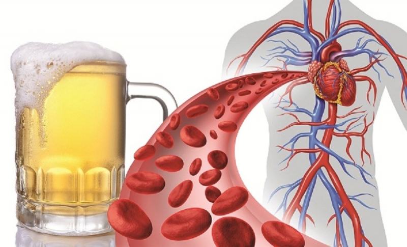 Beer protects the heart