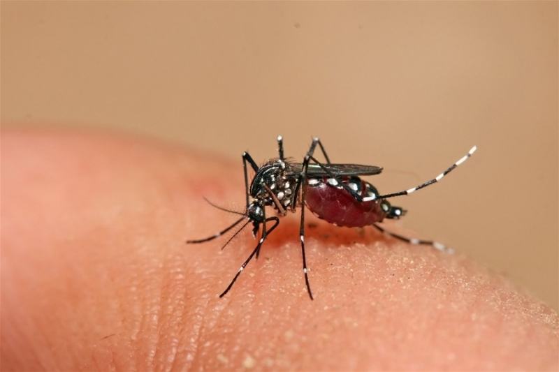 Mosquitoes that cause dengue fever