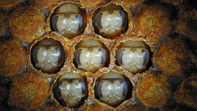 Ground bee larvae
