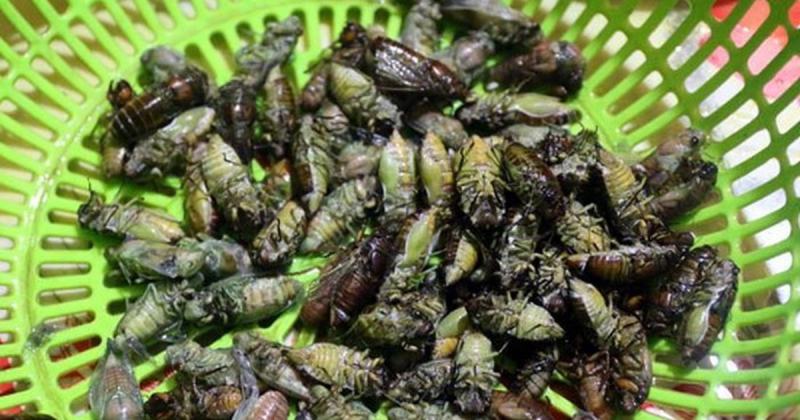 Cicada dish
