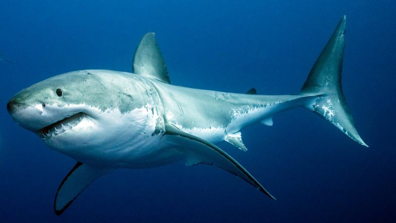 Sharks are banned from fishing in Brunei