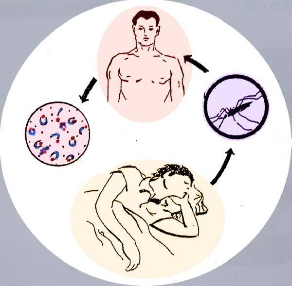 Malaria - a disease in the world