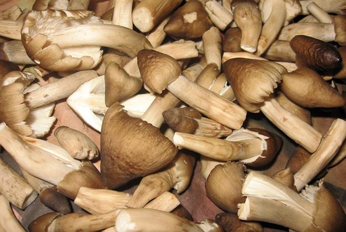 Mushrooms have good anti-cancer properties