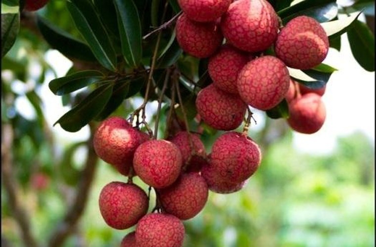 Lychee (Bac Giang Province)