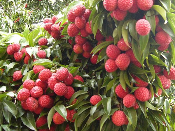 Lychee (Bac Giang Province)