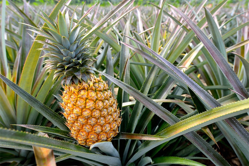 Pineapple Ben Luc