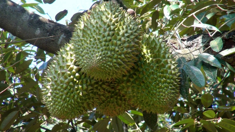 Ngu Hiep Durian (Tien Giang)
