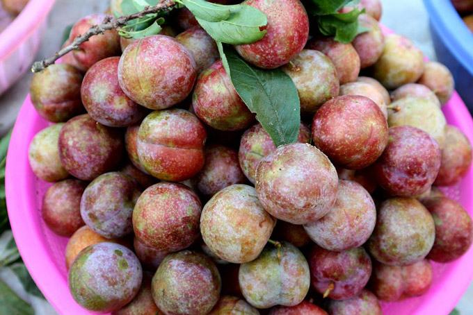 Northwest Tam Hoa plum