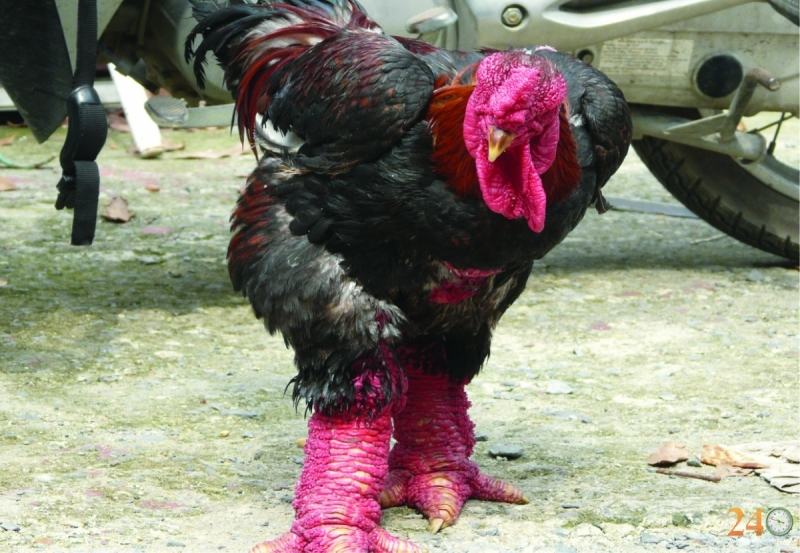 Unusual chicken breed