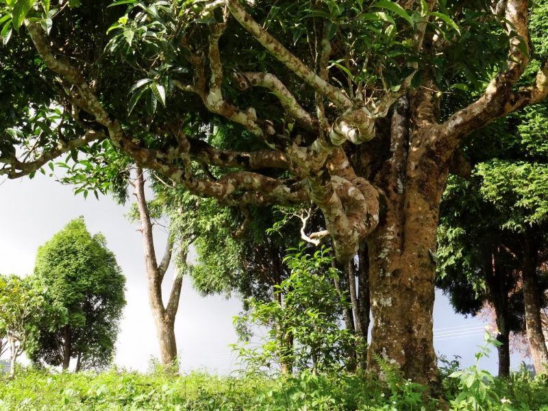 Ancient tea trees grow over tens, even hundreds of years