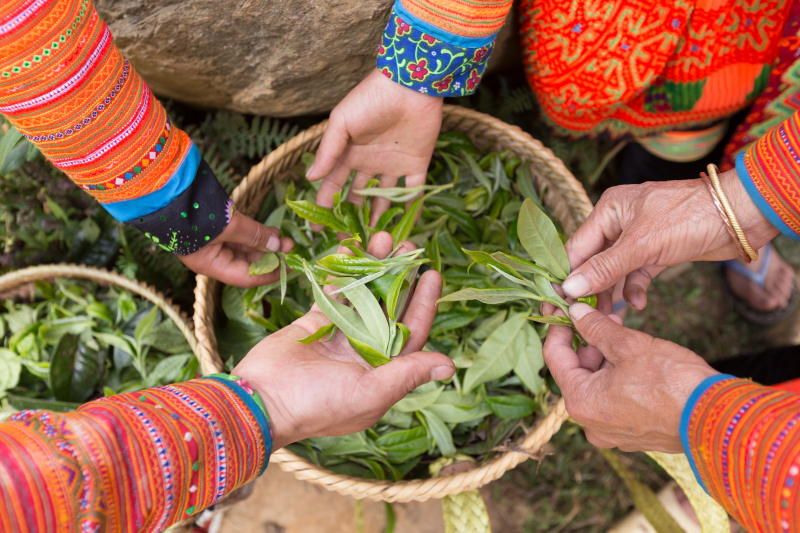 Each tea bud is cherished by the people to produce the best finished product