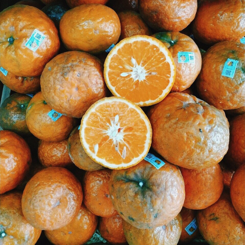 Fresh, succulent, sweet oranges in Bac Quang - Ha Giang